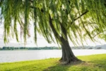 خرید نهال بید مجنون