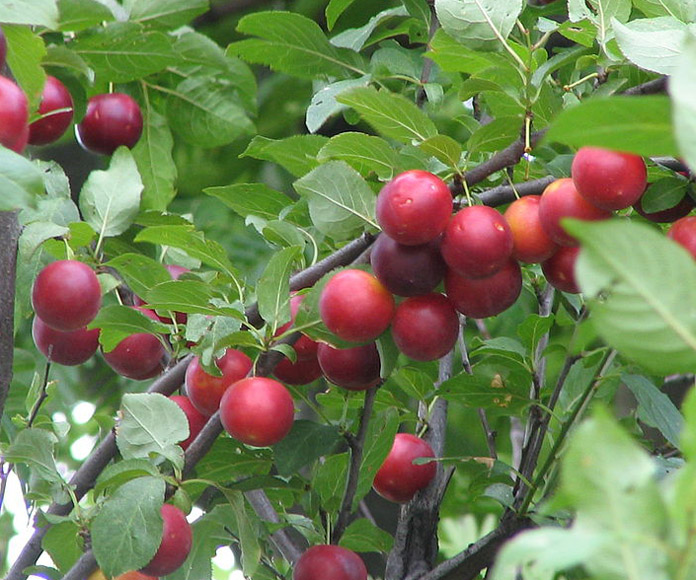 نام محلی درختان گیلان | معرفی گونههای بومی 3 آلوچه وحشی