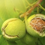 خرید اینترنتی نهال گردو | قیمت نهال گردو + ویدئو 18 نهال گردو