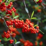 خرید پیرکانتا