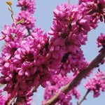 خرید نهال گل ارغوان در استان گیلان + قیمت و عکس گل ارغوان 16 گل ارغوان