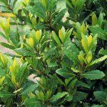 خرید برگ بو