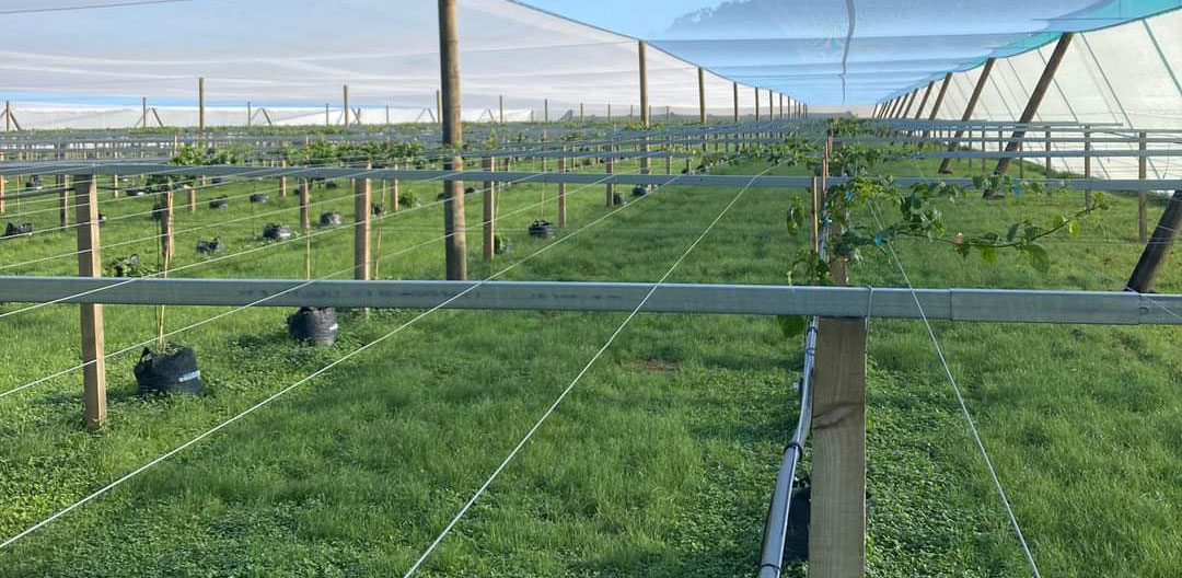 سیم گالوانیزه