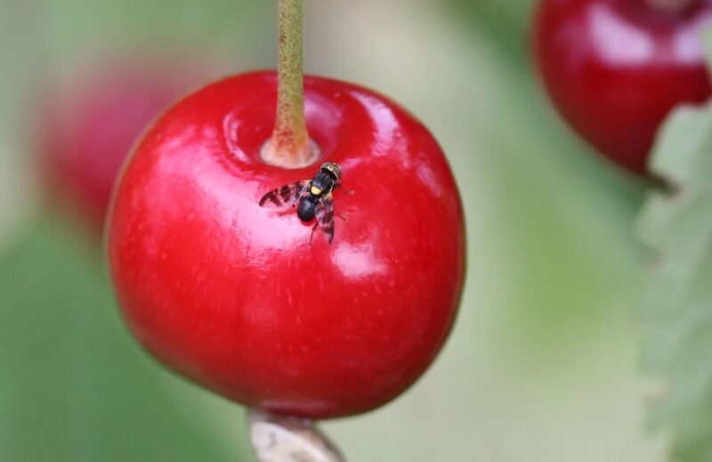 مگس گیلاس | معرفی، روشهای کنترل و پیشگیری از آفت مگس گیلاس 4 252cceeb a4e8 4a6f a190 61ce1ace1158