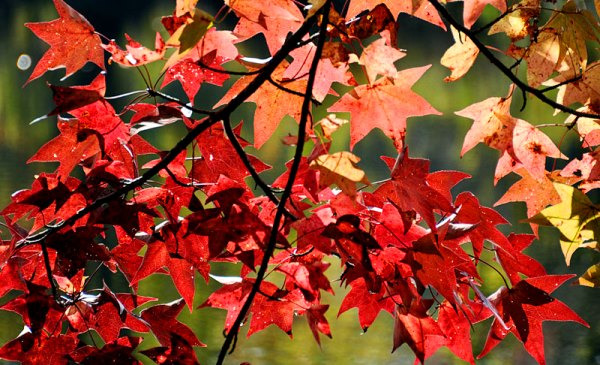 خرید عنبر سائل + شرایط نگهداری و قیمت نهال عنبرسائل 1 عنبرسائل