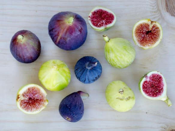 انواع درخت انجیر