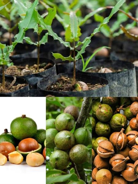 71rDKPPkcjL. AC UF10001000 QL80