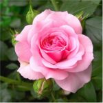 قیمت گل رز