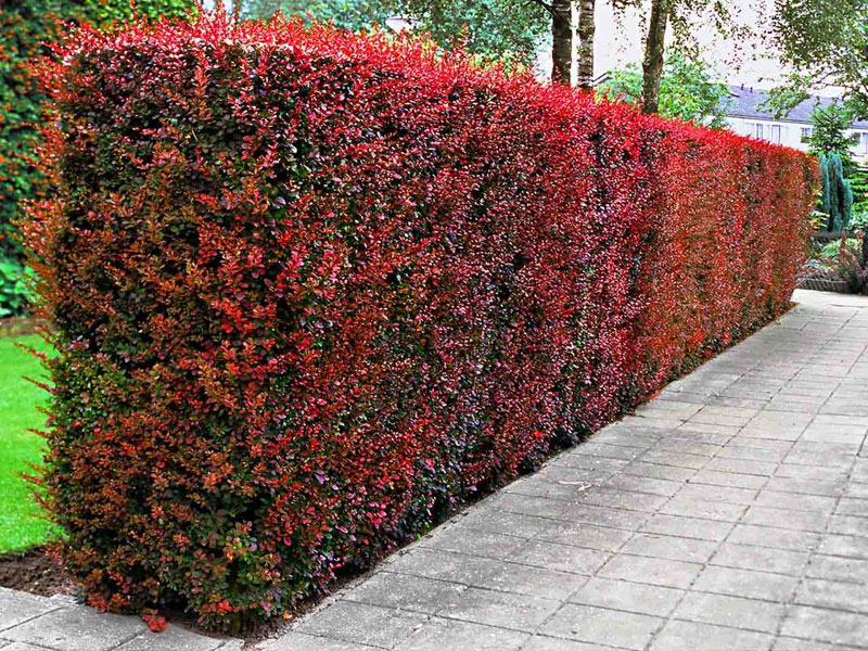 بهترین درخت برای حصار دور باغ | معرفی 10 گیاه برای پرچین باغ 5 Berberis thunbergii Atropurpurea 59801