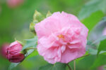خرید و قیمت گل ختمی درختی | نگهداری و تکثیر گل ختمی 19 Hibiscus mutabilis Confederate Rose