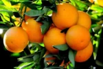 خرید و قیمت نهال پرتقال تامسون + شرایط نگهداری 17 Local Orange Variety of Kozan 1