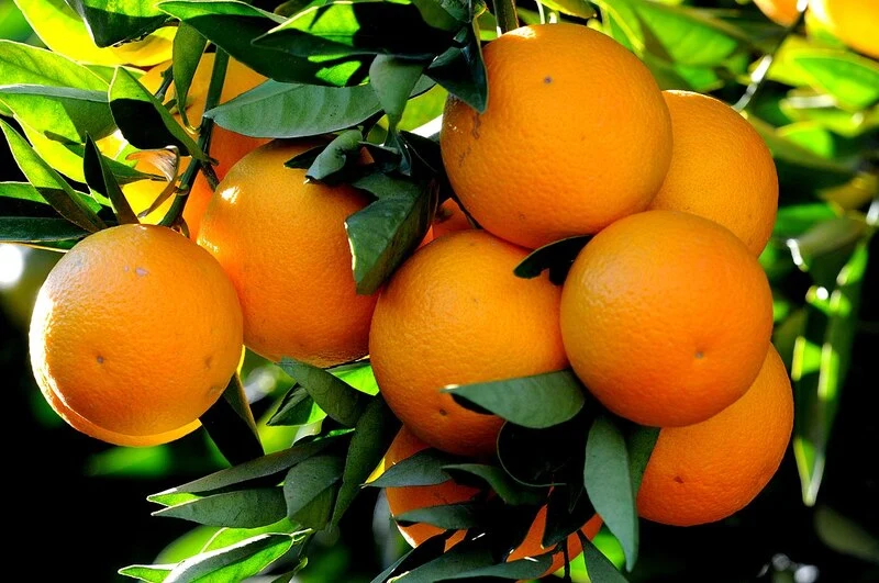 Local Orange Variety of Kozan 1