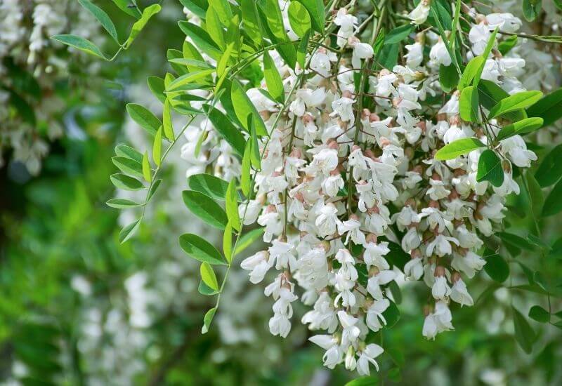 گل اقاقیا؛ خرید اینترنتی گل اقاقیا و نگهداری درخت اقاقیا 1 Locust Trees 9 Best Varieties With Picture Identification Guide