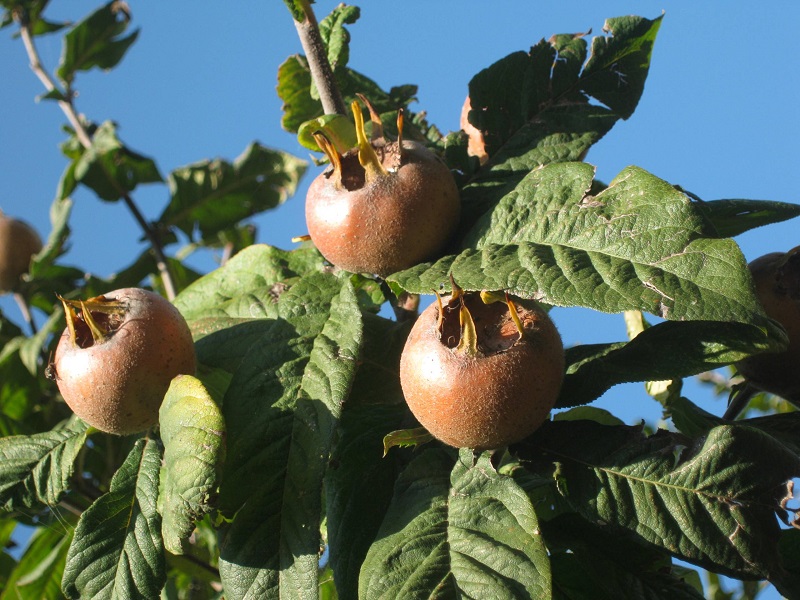 نام محلی درختان گیلان | معرفی گونههای بومی 4 کونوس