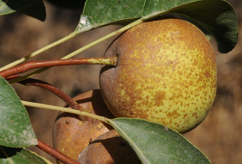 نام محلی درختان گیلان | معرفی گونههای بومی 2 خوج - گلابی وحشی