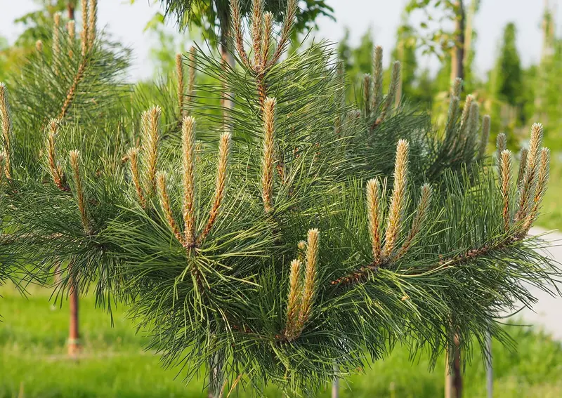  Pinus Nigra 