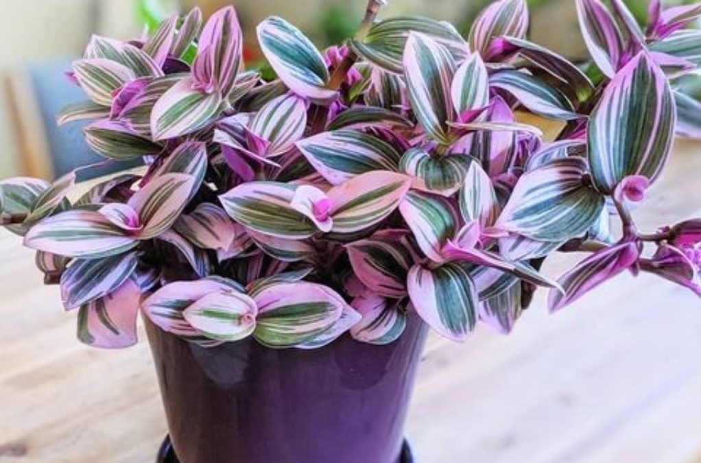 ac image wA163959791609 1