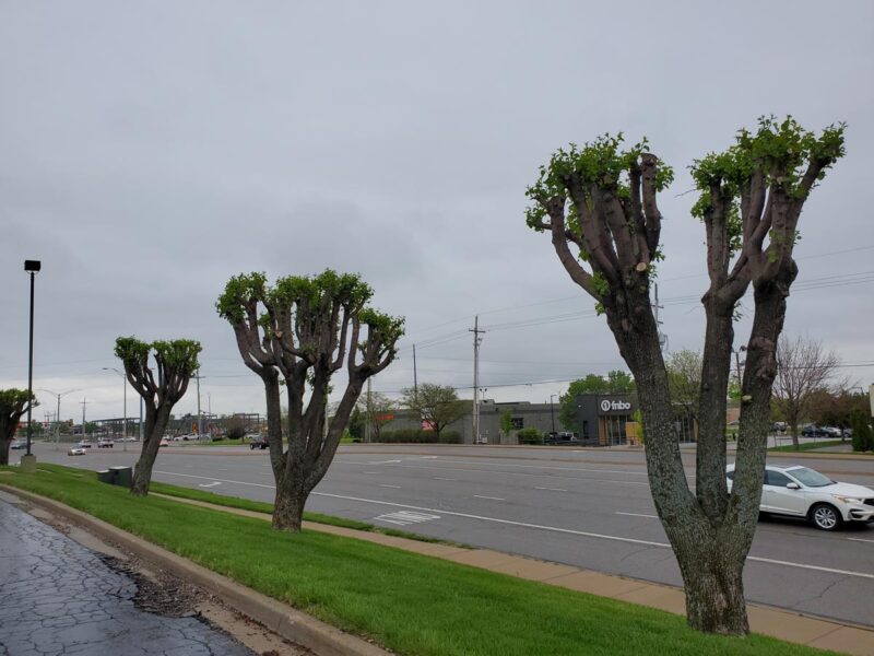 چه درختانی را نباید هرس کرد؟ 1 bad tree trimming