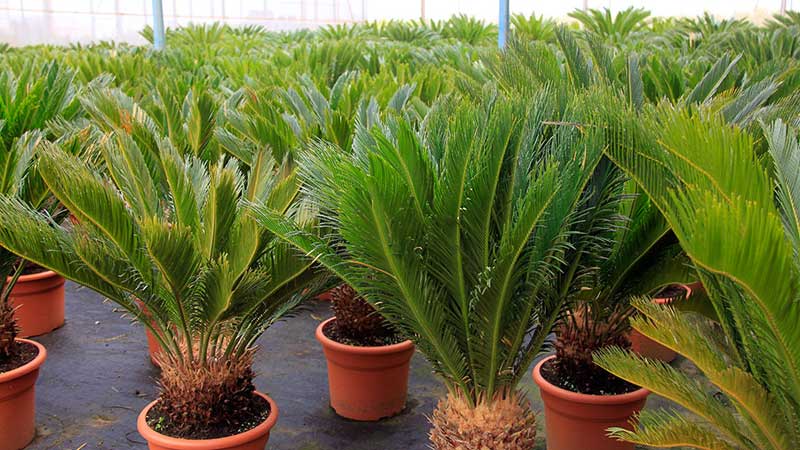 خرید نخل سیکاس با بهترین قیمت + ویدئو 1 خرید نهال سیکاس