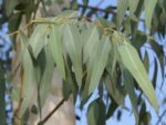خرید و قیمت نهال اکالیپتوس؛ نگهداری تا تکثیر + ویدئو 21 eucalyptus 150 p