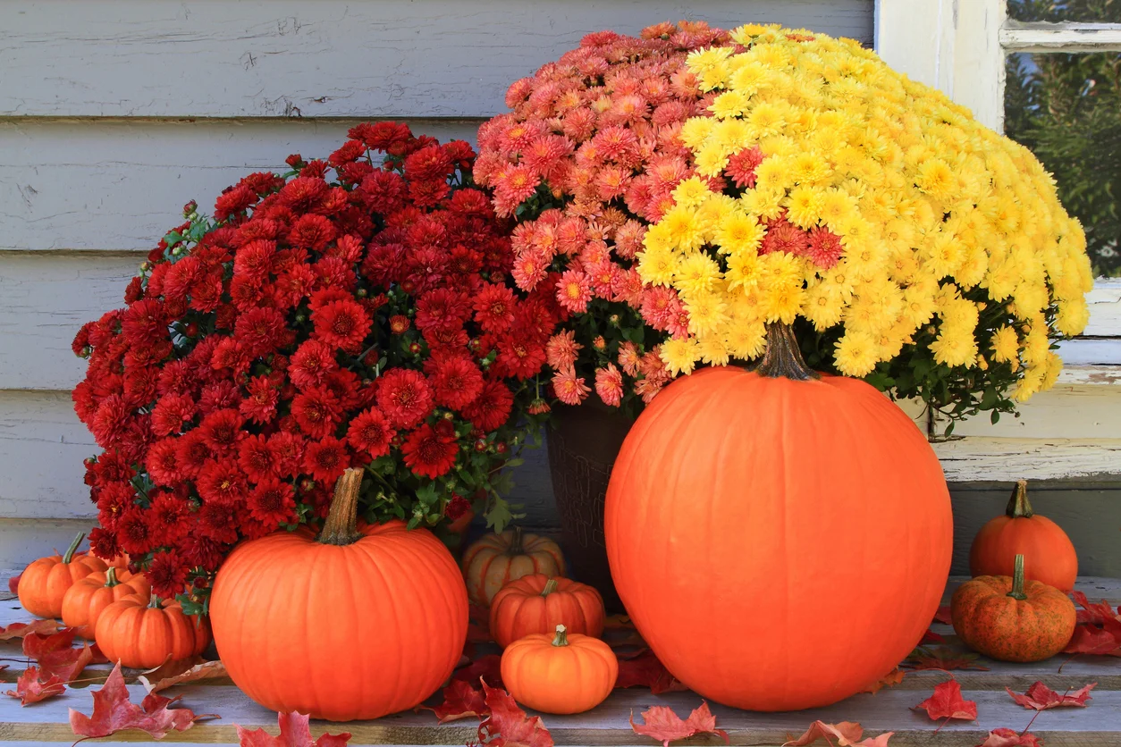 fall mums 1