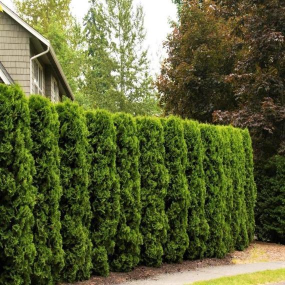 بهترین درخت برای حصار دور باغ | معرفی 10 گیاه برای پرچین باغ 2 full speed a hedge american pillar arborvitae