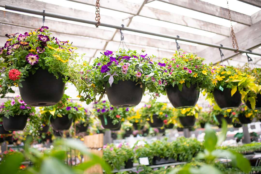 hanging basket dsc 9286 web ready 1500x1000 63b490dd9be8c