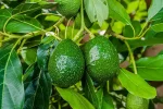 خرید نهال آووکادو