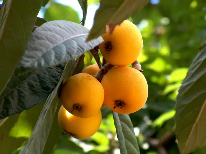 japanese loquat