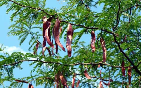 نام محلی درختان گیلان | معرفی گونههای بومی 7 lilaki