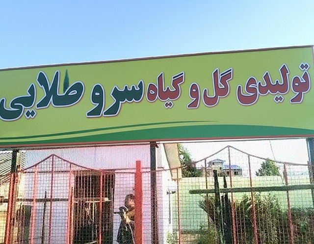 نهالستان سرو طلایی