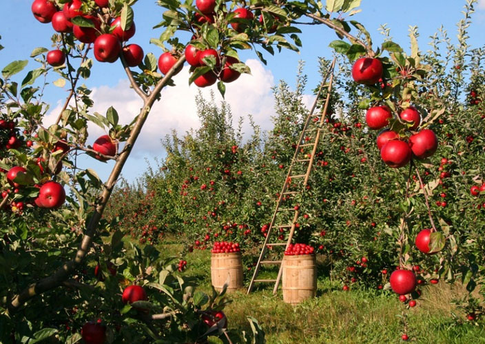 درختان میوه با ریشه کم عمق | راهنمای انتخاب، کاشت و مراقبت 4 sib