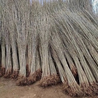 web 1738692307770 164113098