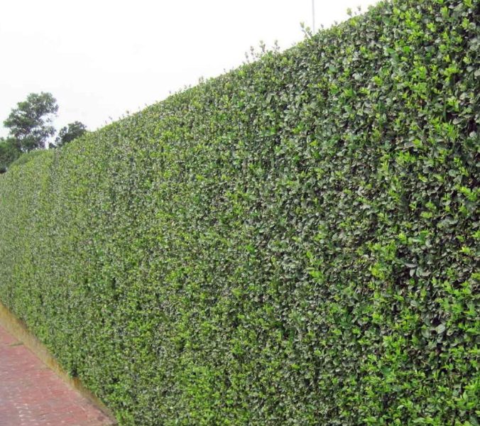 بهترین درخت برای حصار دور باغ | معرفی 10 گیاه برای پرچین باغ 6 ترون