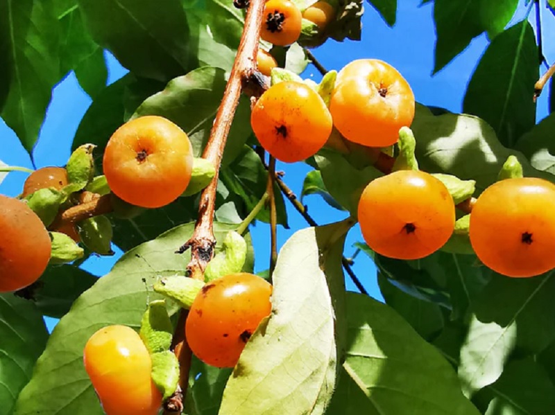 نام محلی درختان گیلان | معرفی گونههای بومی 6 خرمالو وحشی