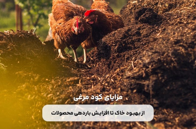 مزایای کود مرغی