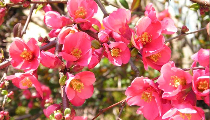 قیمت گل به ژاپنی؛ خرید درختچه به ژاپنی قرمز 1 گل به ژاپنی