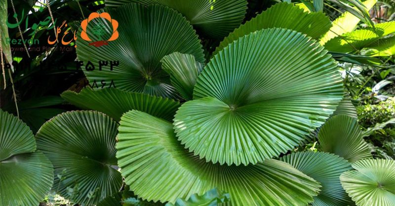 گلهای آپارتمانی برگ پهن 2 گلهای آپارتمانی برگ پهن