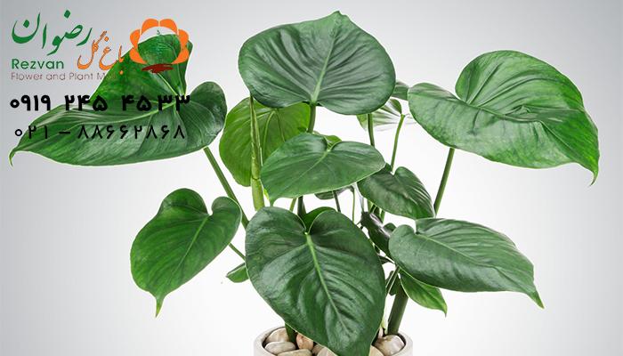 گلهای آپارتمانی برگ پهن 3 گلهای آپارتمانی برگ پهن