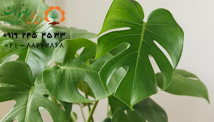 گلهای آپارتمانی برگ پهن 1 گلهای آپارتمانی برگ پهن